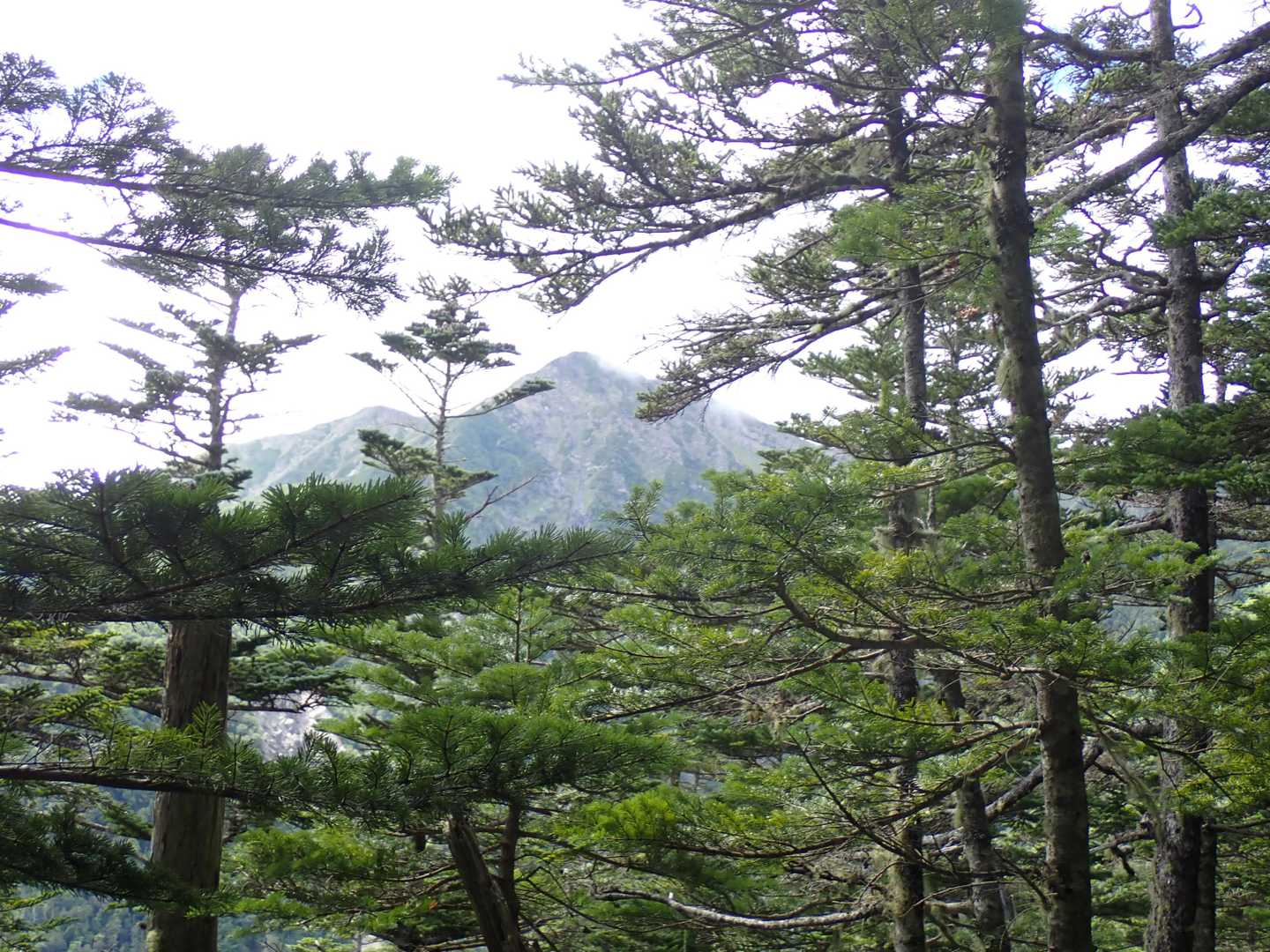 あれは赤石岳か？
聖岳？