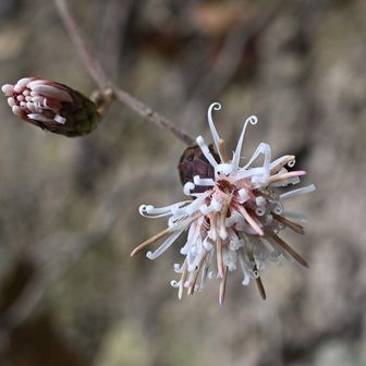 コウヤボウキの花