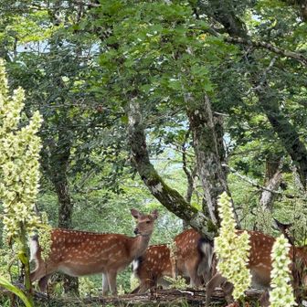 鹿🦌の群れ発見
近いのに平気みたい