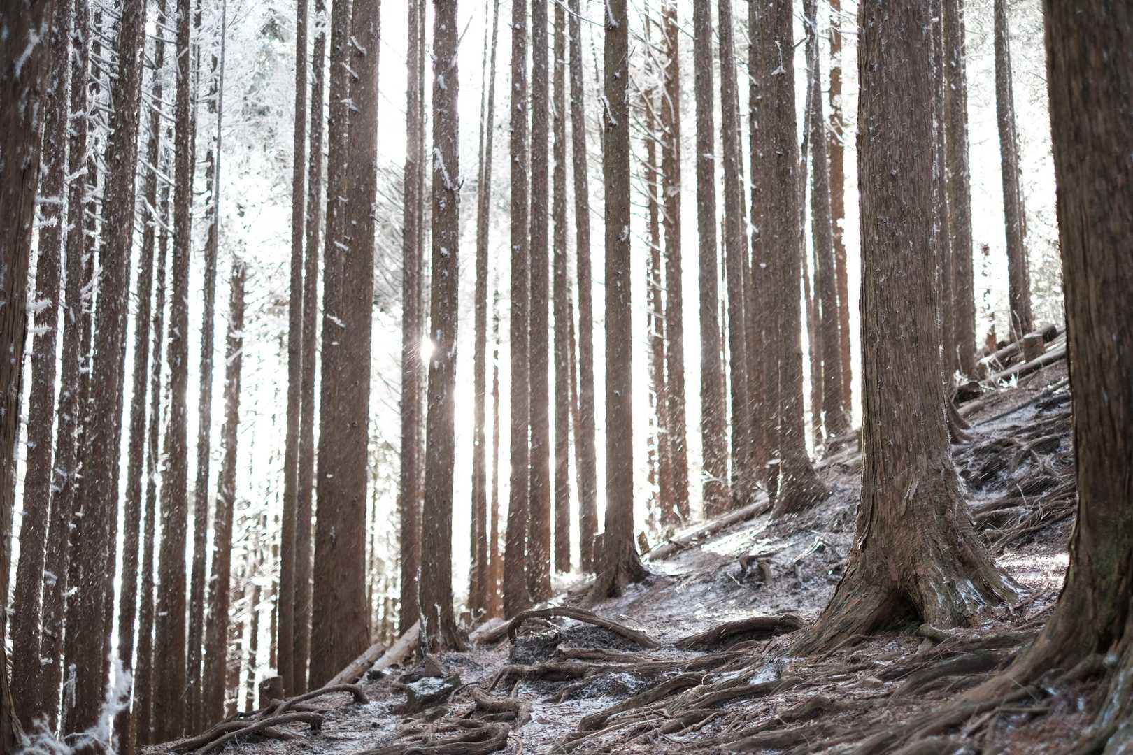 穏やかだが、たまの風で落ちる霧氷