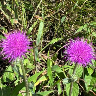 山頂付近はアザミの群生地
もう枯れてるのがほとんどだったので
キレイに咲いてる花を見つけて📸