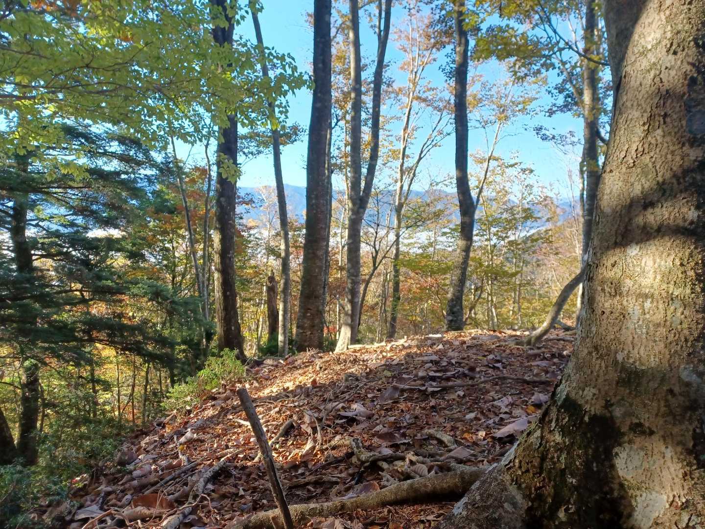 馬ノ鞍峰 往復コースの写真