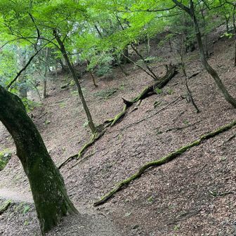 ロックガーデンに向かう