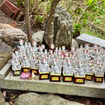 きつねさん🦊がいっぱい