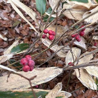 サルトリイバラのボンボン💕