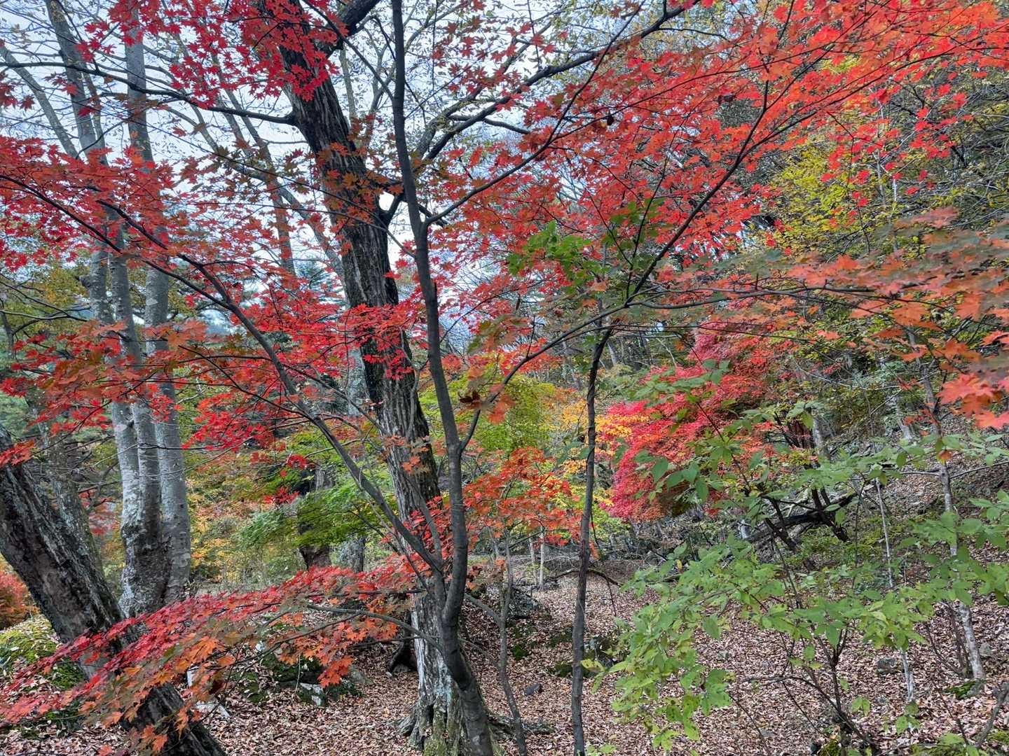 最初からずっと🍁🍁です。✨✨