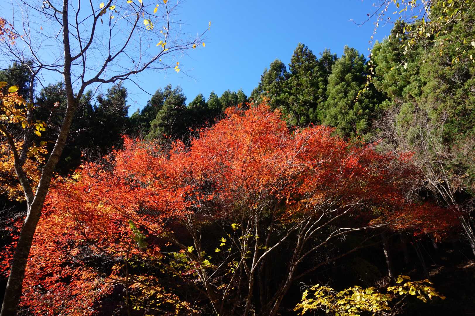 森林館-大滝休憩小屋-ムシカリ峠-三頭山-三頭山-三頭山- 周回コースの写真