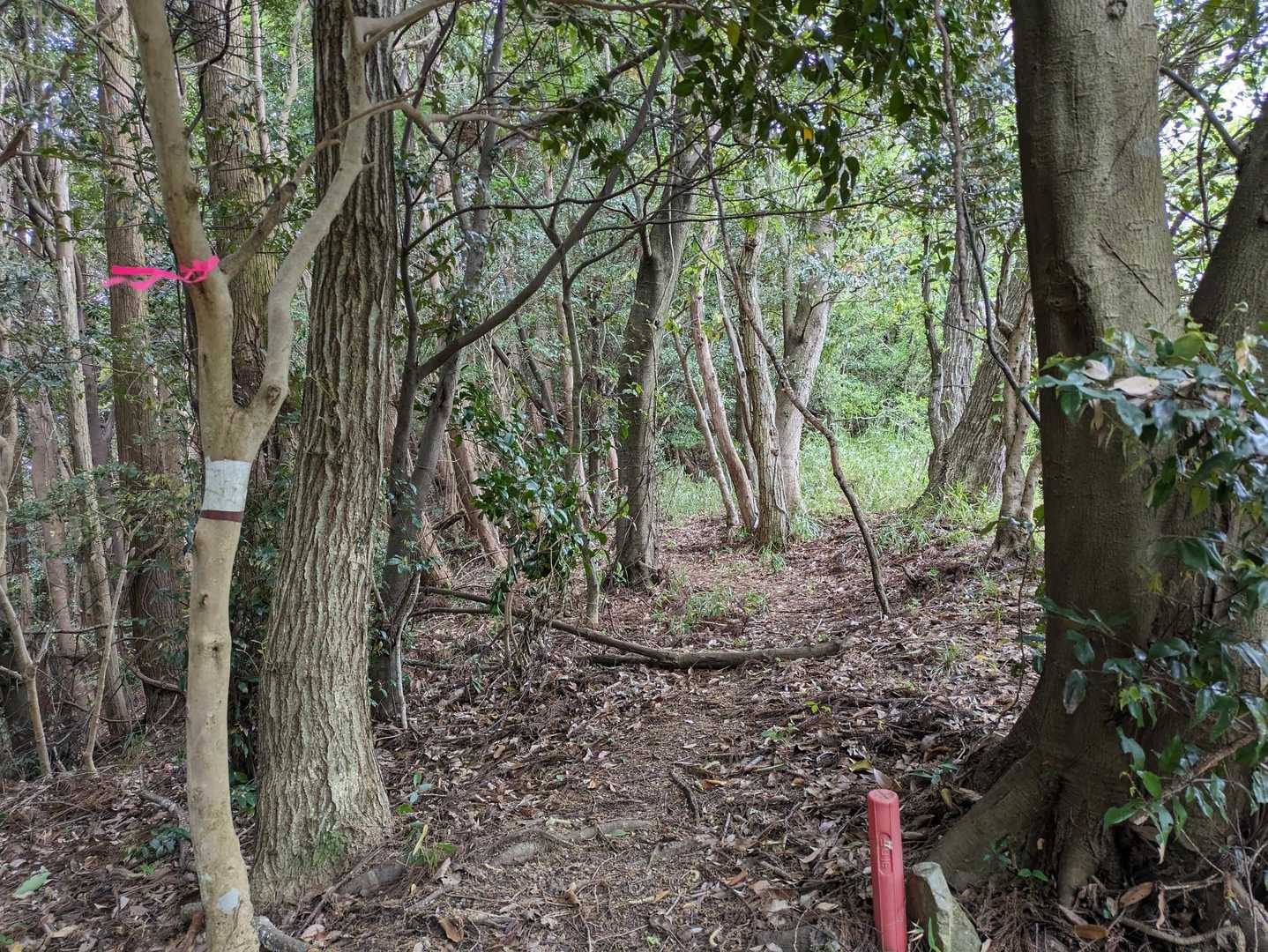 もう少し歩きたい気もするけど、下り坂の天気、強風に大木がざわざわ😣急登も見えてきて‥今日はここまで‥