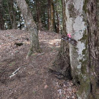 ピーク感のないピーク。