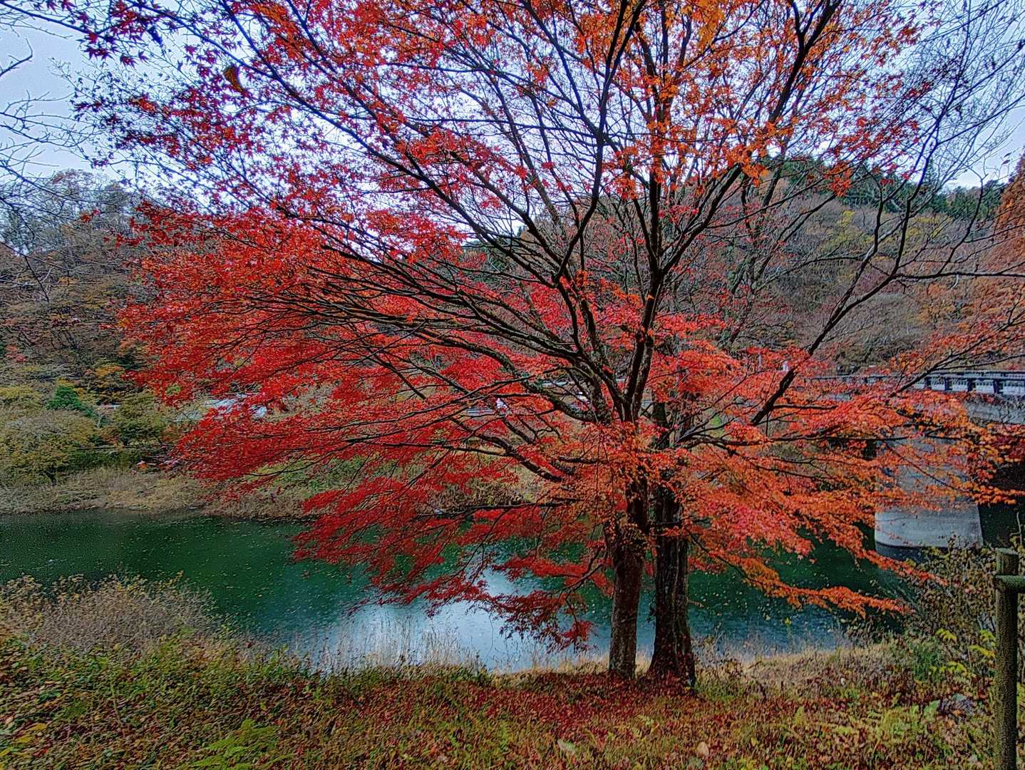 道路脇の紅葉🍁