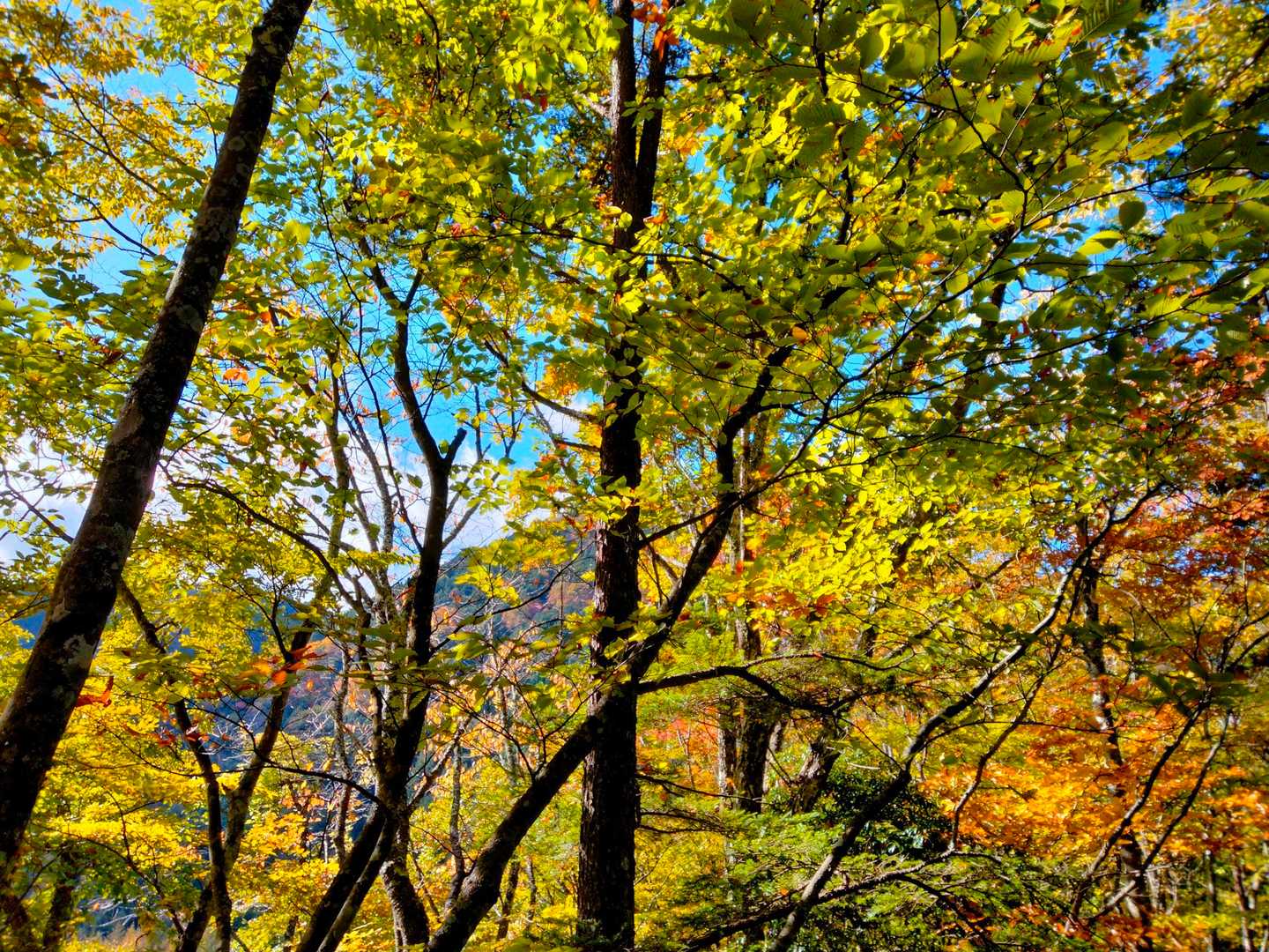 熊倉山 往復コースの写真