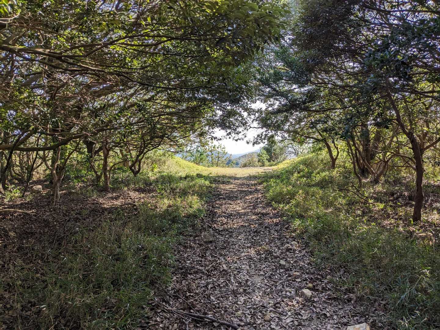雄鷹台山登山口-雄鷹台山-高山-後山 往復コースの写真
