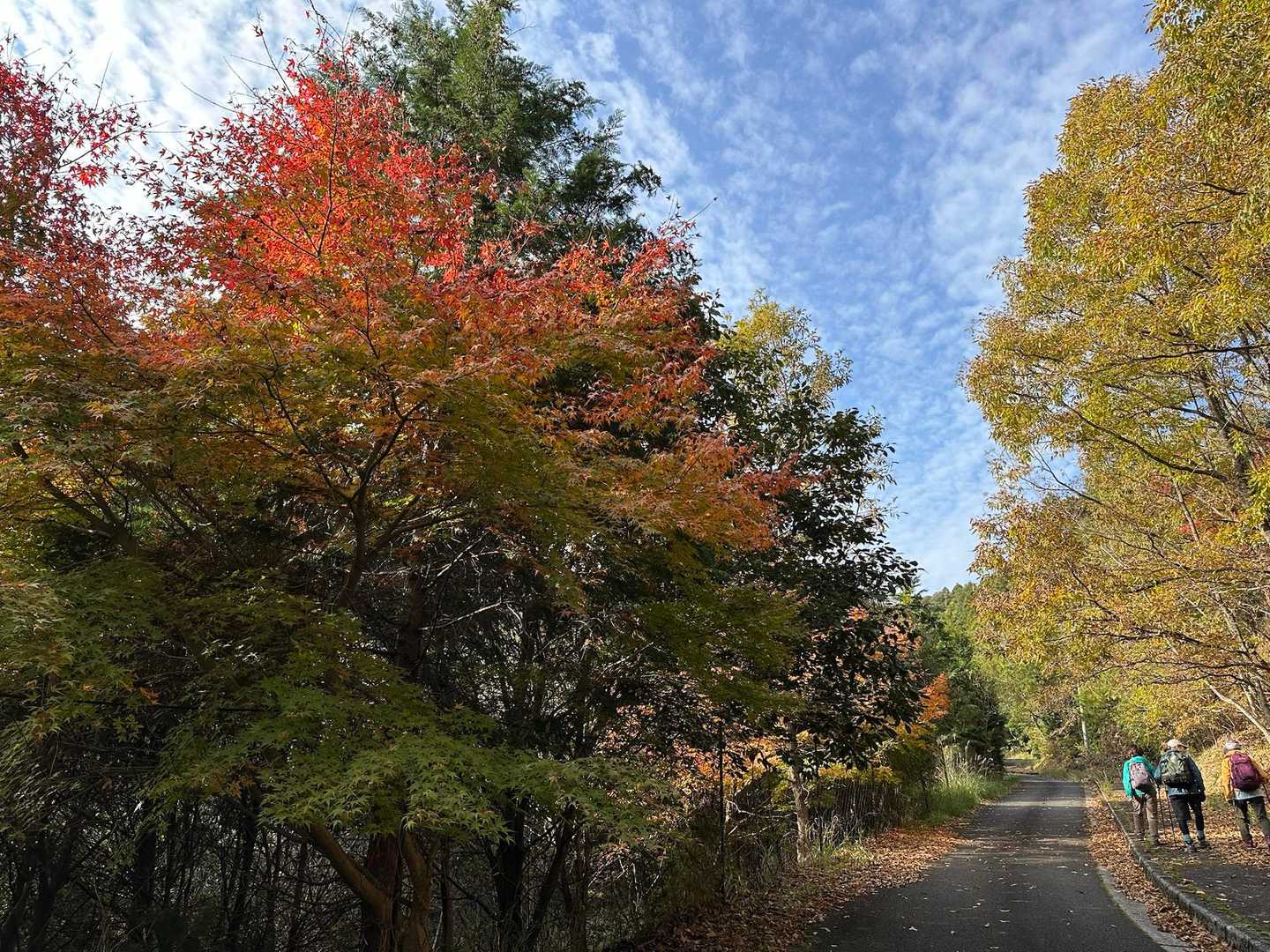 紅葉🍁　黄葉🍁の中を🚶