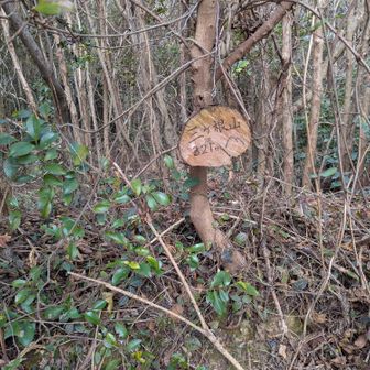 一段落後に少し遠くに行きたくなり岐阜の奥瓢ヶ岳・瓢ヶ岳・高賀山へ行き今年の一番遠くの山でした🚙
(三ヶ根山321㍍)
