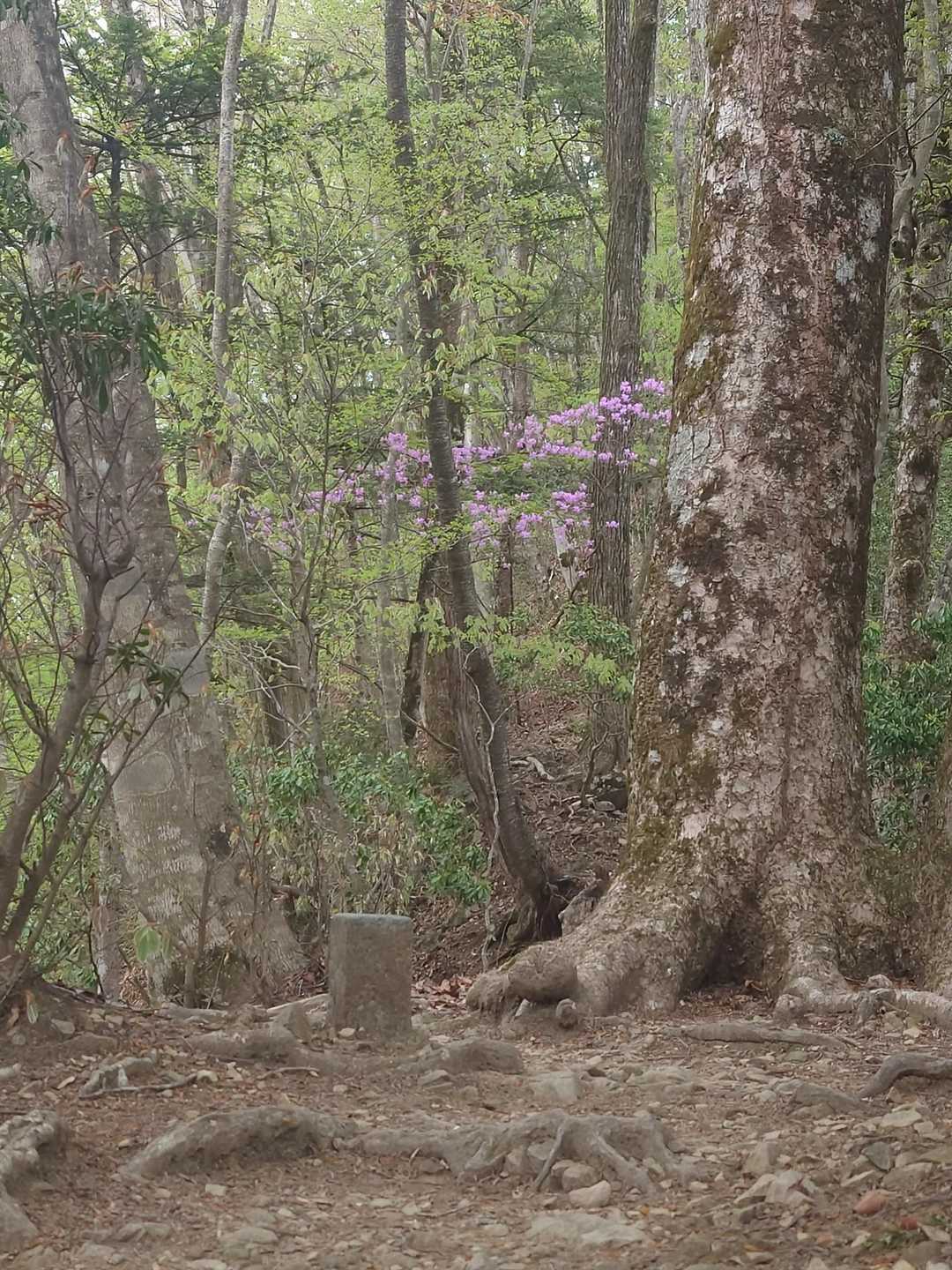 奥多摩湖バス停-指沢山 往復コースの写真