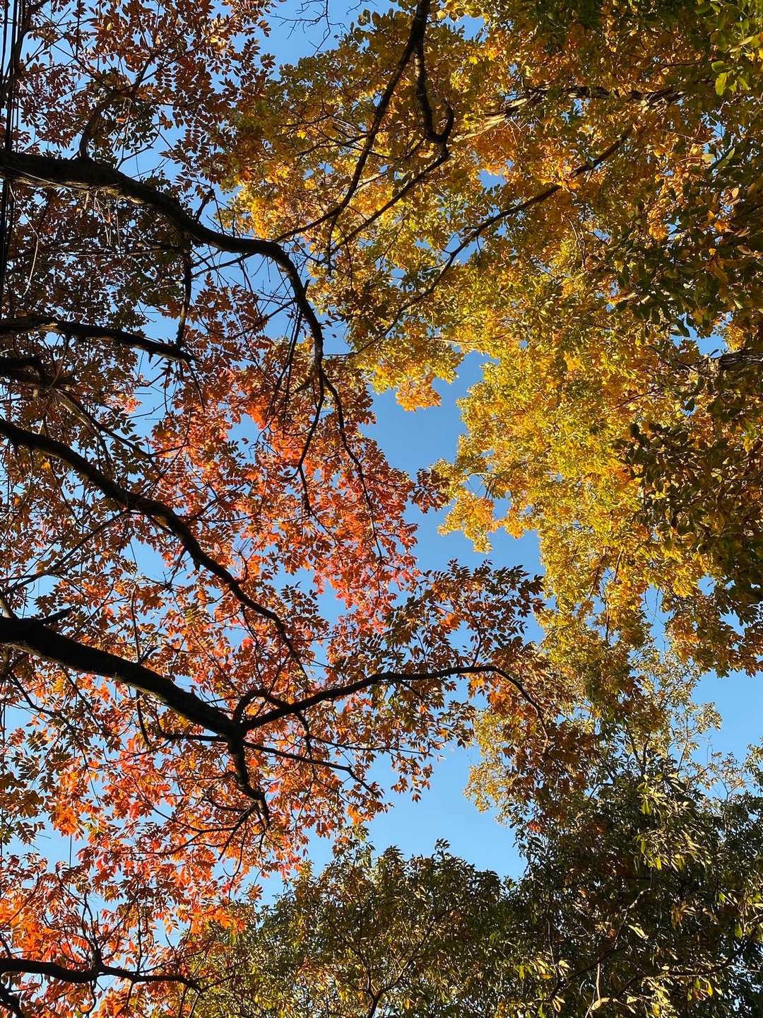 🍁🟡🤎

途中たくさんの人に出会いました😊
紅葉も楽しめて、憩いの山という感じ⛰️