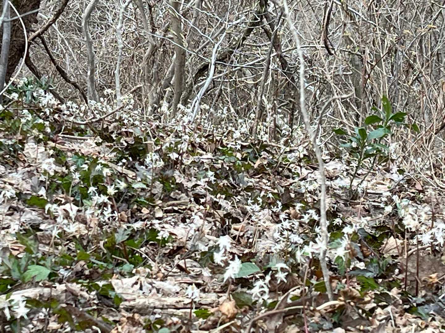 オウレン群生