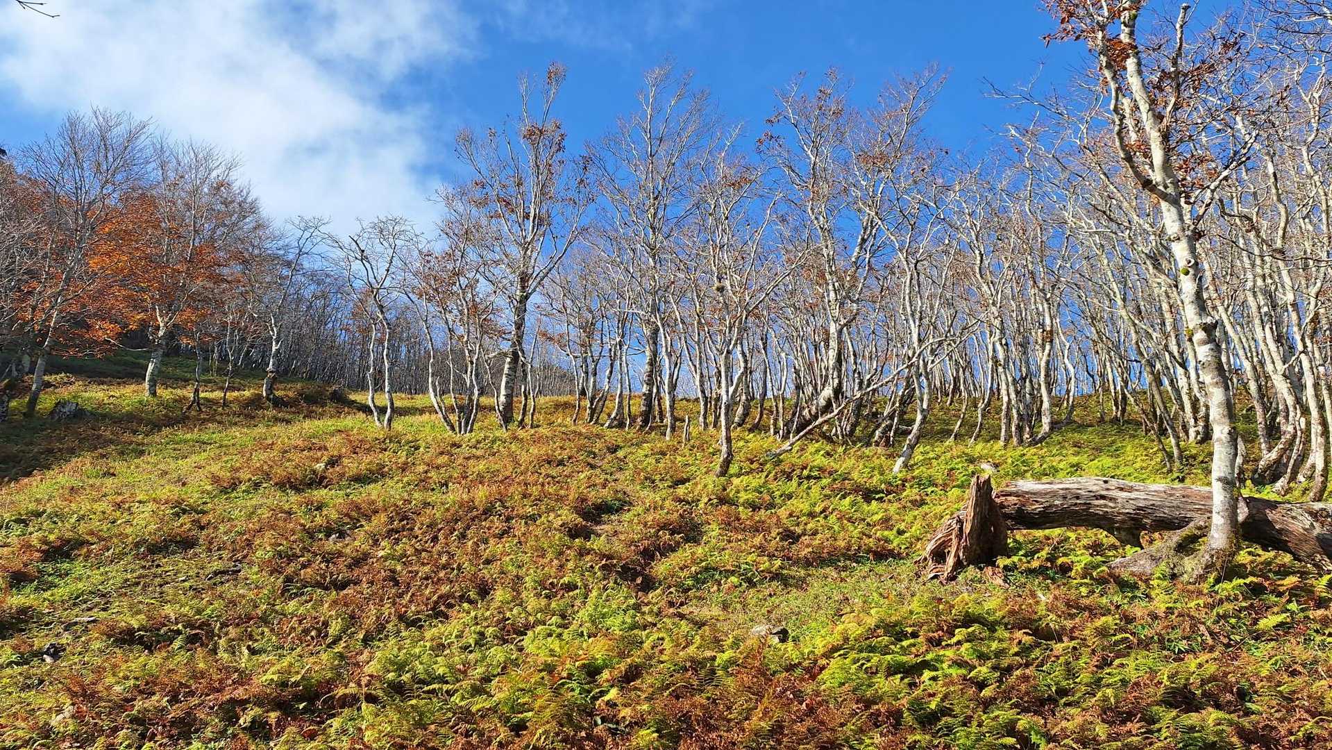 かなり下った所に開けた場所が🎵
ココが鉄山平か😍