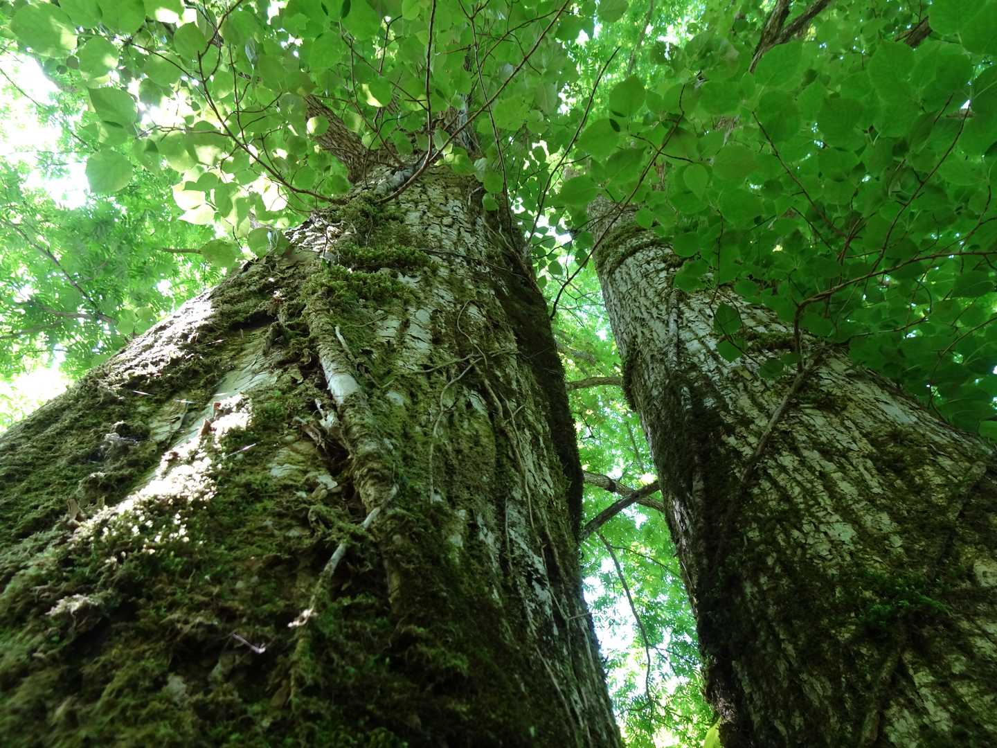 武奈ヶ岳-細川越 往復コースの写真
