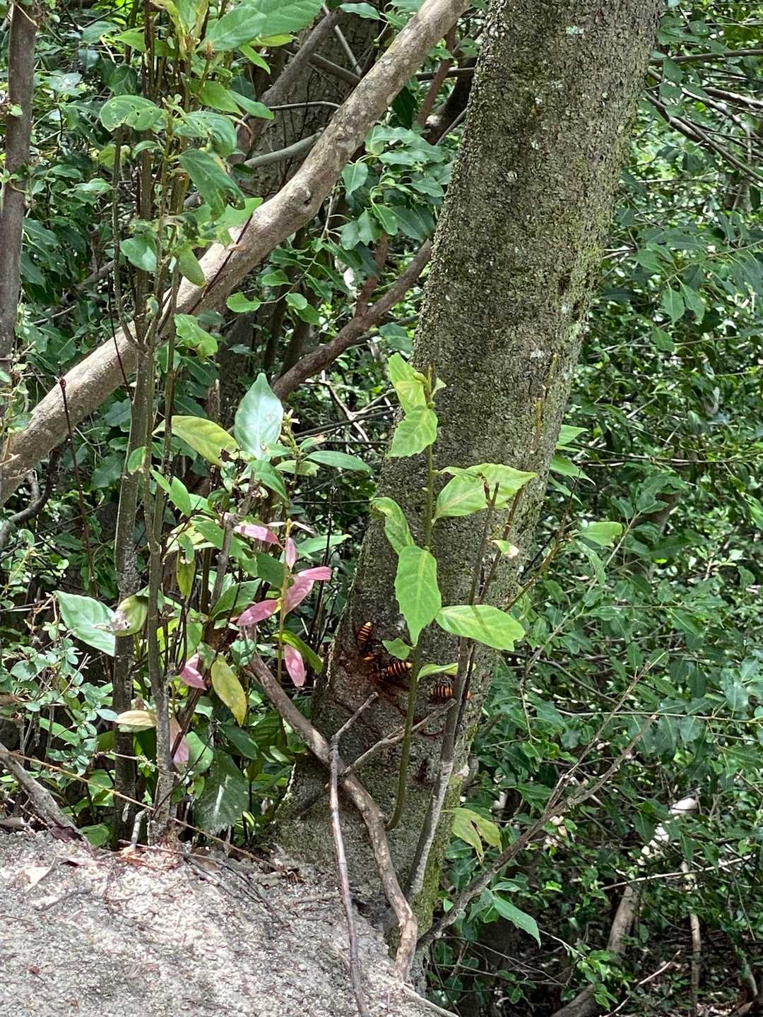 道沿いの樫の木にスズメバチが樹液を吸いに集まっていました。驚かせる攻撃する恐れがあるので刺激しないように通過。