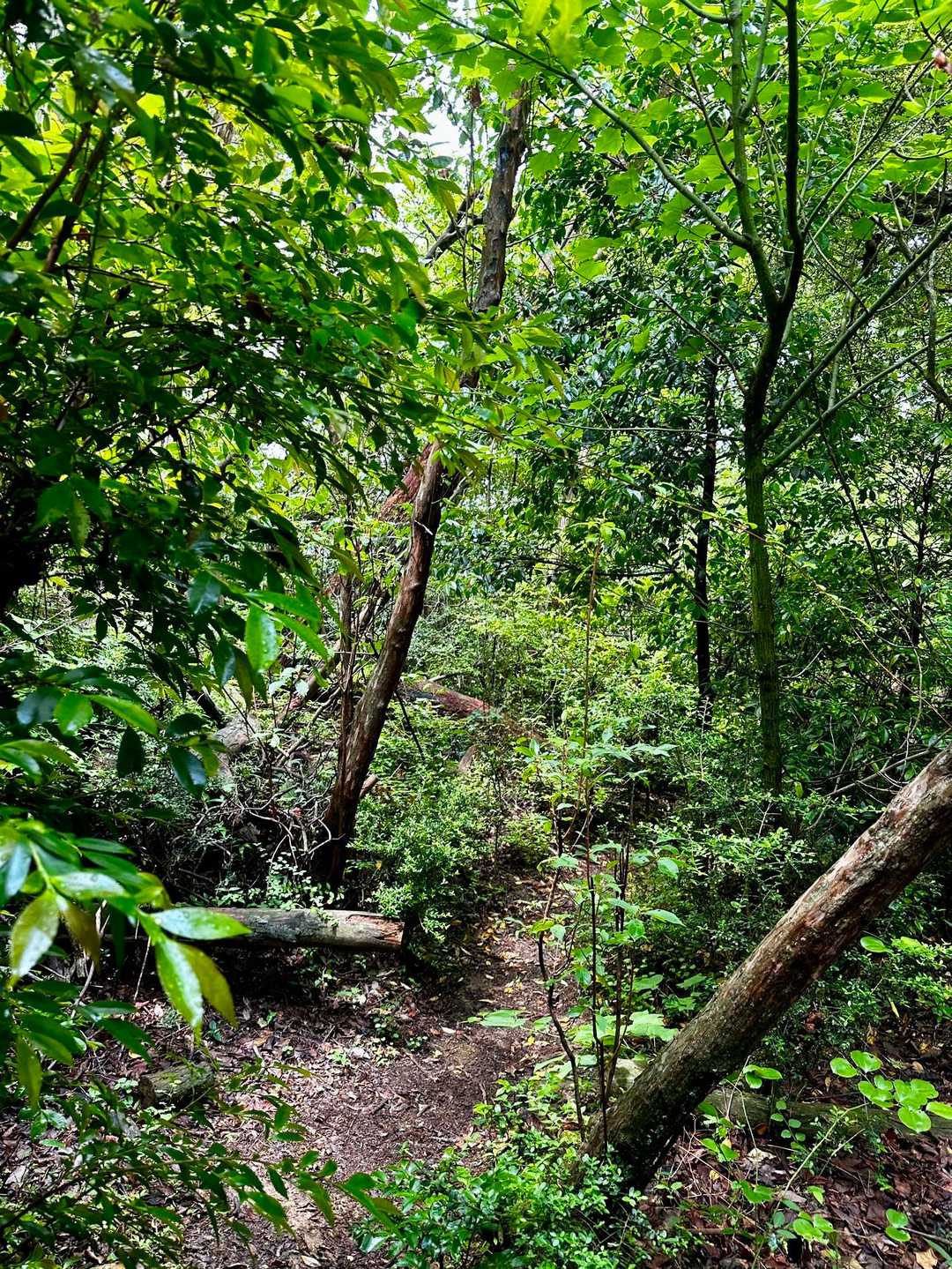 大峰山登山口-大峰山 往復コースの写真