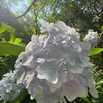 アジサイがあちこちに咲いていて見所満載！