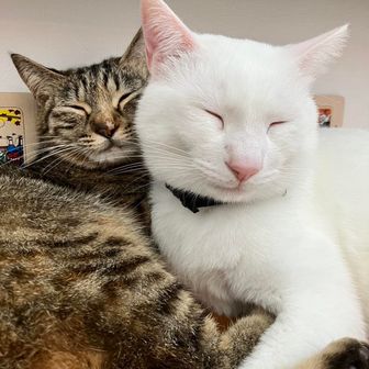 シロとチャイロ