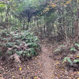 パノラマから山頂への登山道