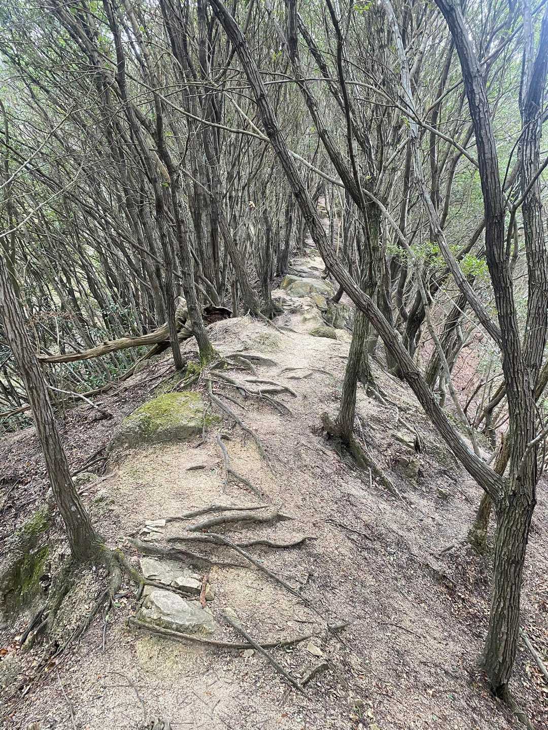尾根も歩きやすい✨