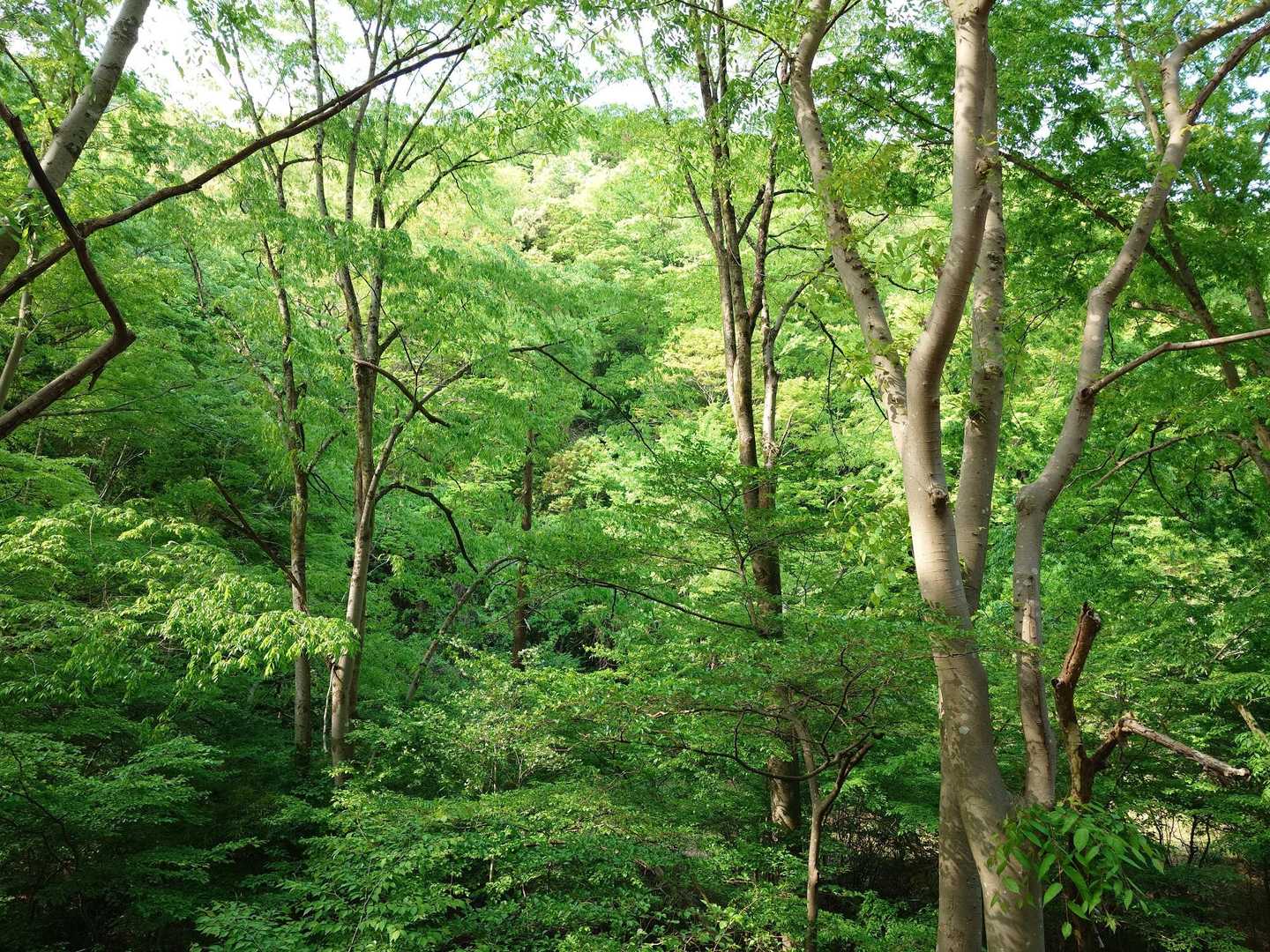 案内川沿いを歩いていたら、新緑が眩しすぎるほど美しくて。いい季節になったなぁ。