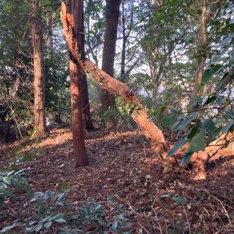 現在の根方山最高点