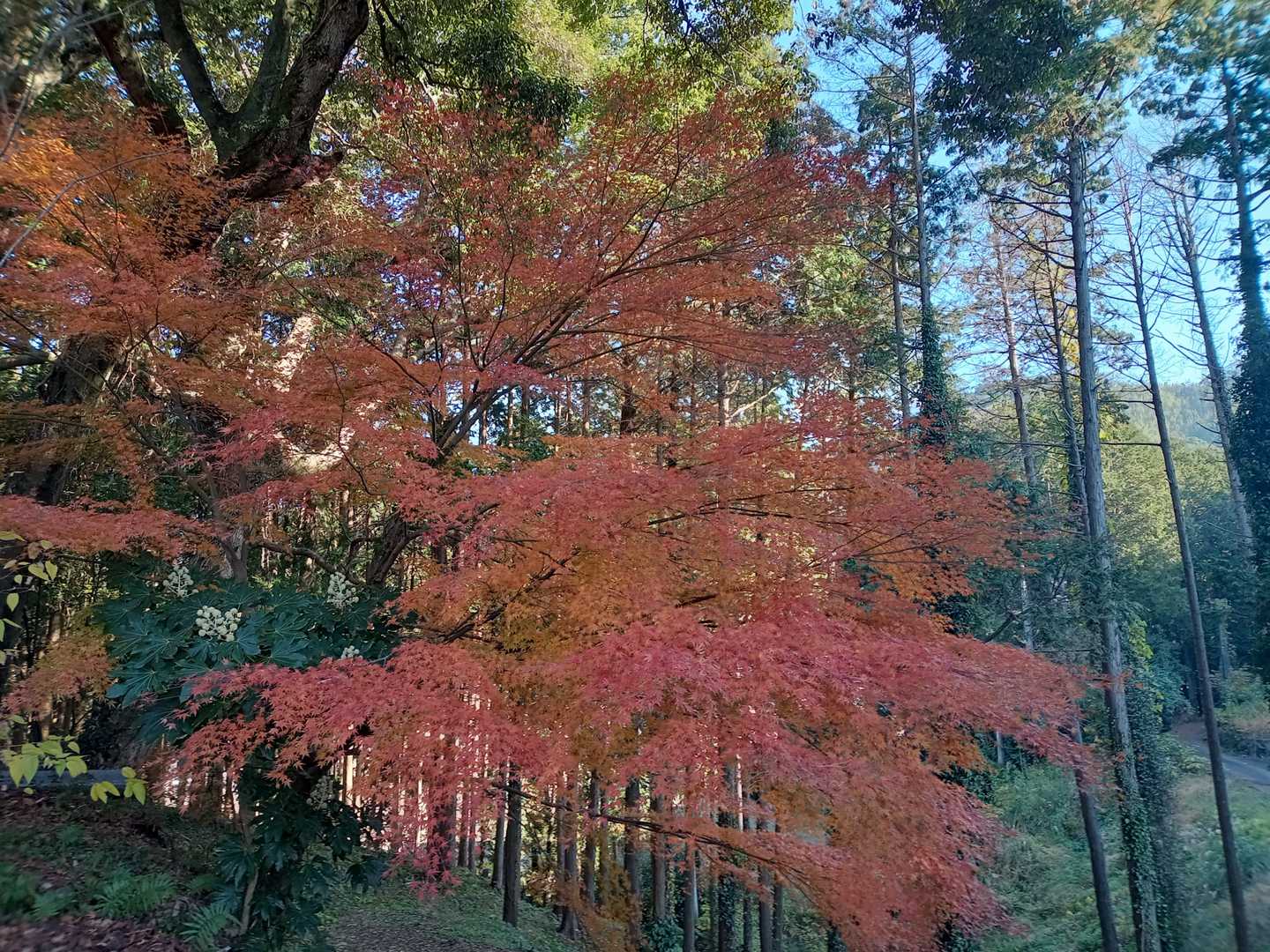 紅葉の忘れ物🍁