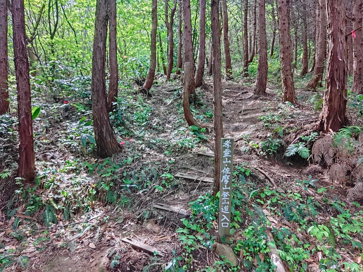 頂上まで直登🧗