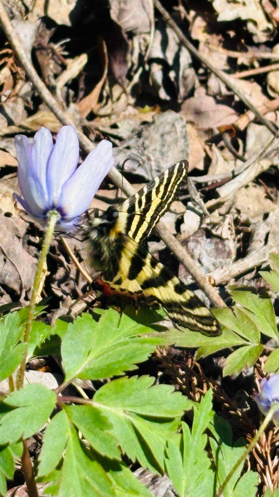 キクザキイチゲを撮ろうとしたら
ギフチョウ🦋が蜜を吸いに🥰