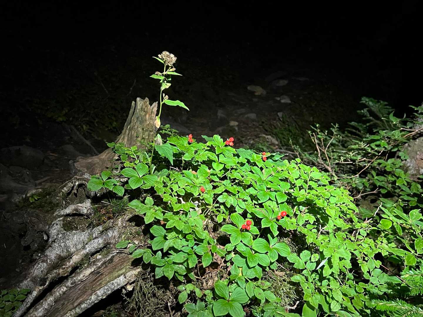 夜は植物も何か企んでそうにイキイキしてる