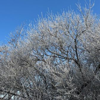 霧氷　山頂付近だけ
