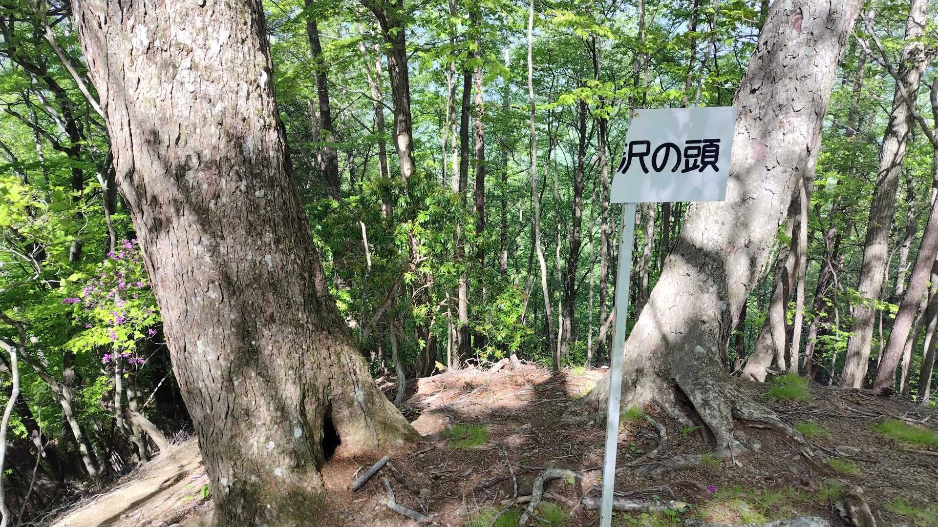 湯の沢の頭に到着。山頂登録されないのでしょうか？