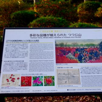 続いてつつじ山