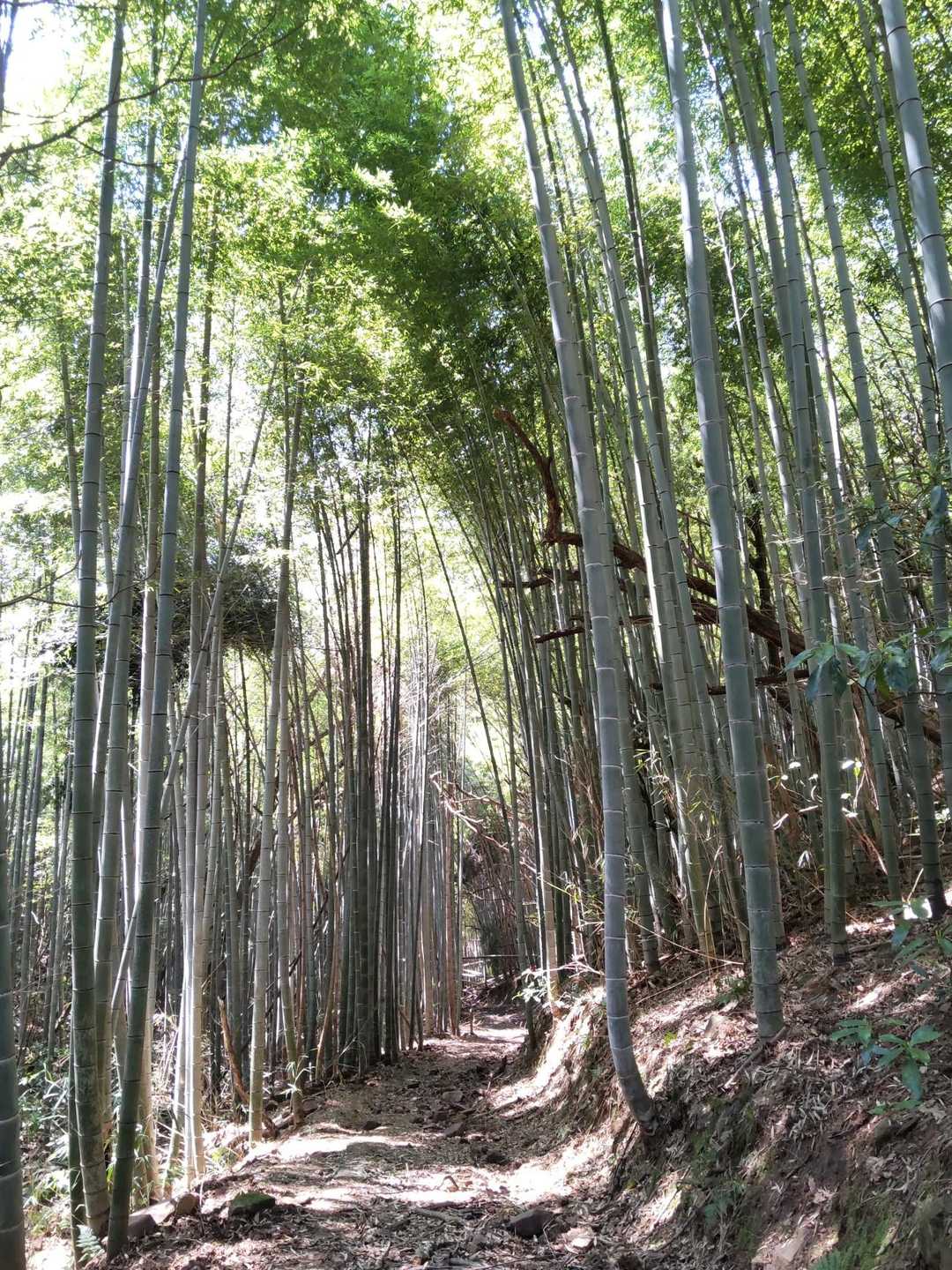 岩舟登山道入口-車山-車山登山道入口 周回コースの写真
