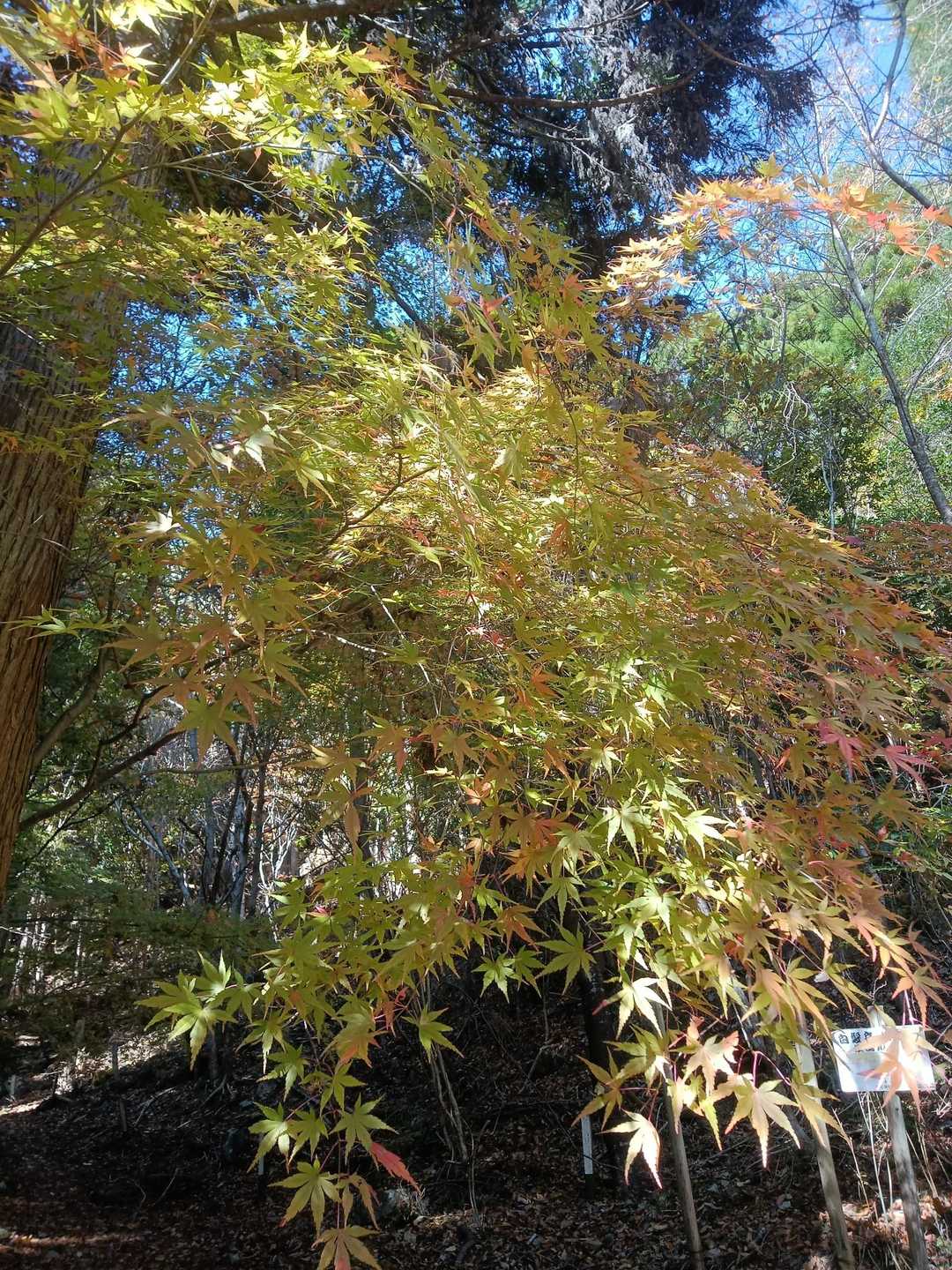 白髪岳、登山口まで下りてきました。
ここの紅葉サイコー✨