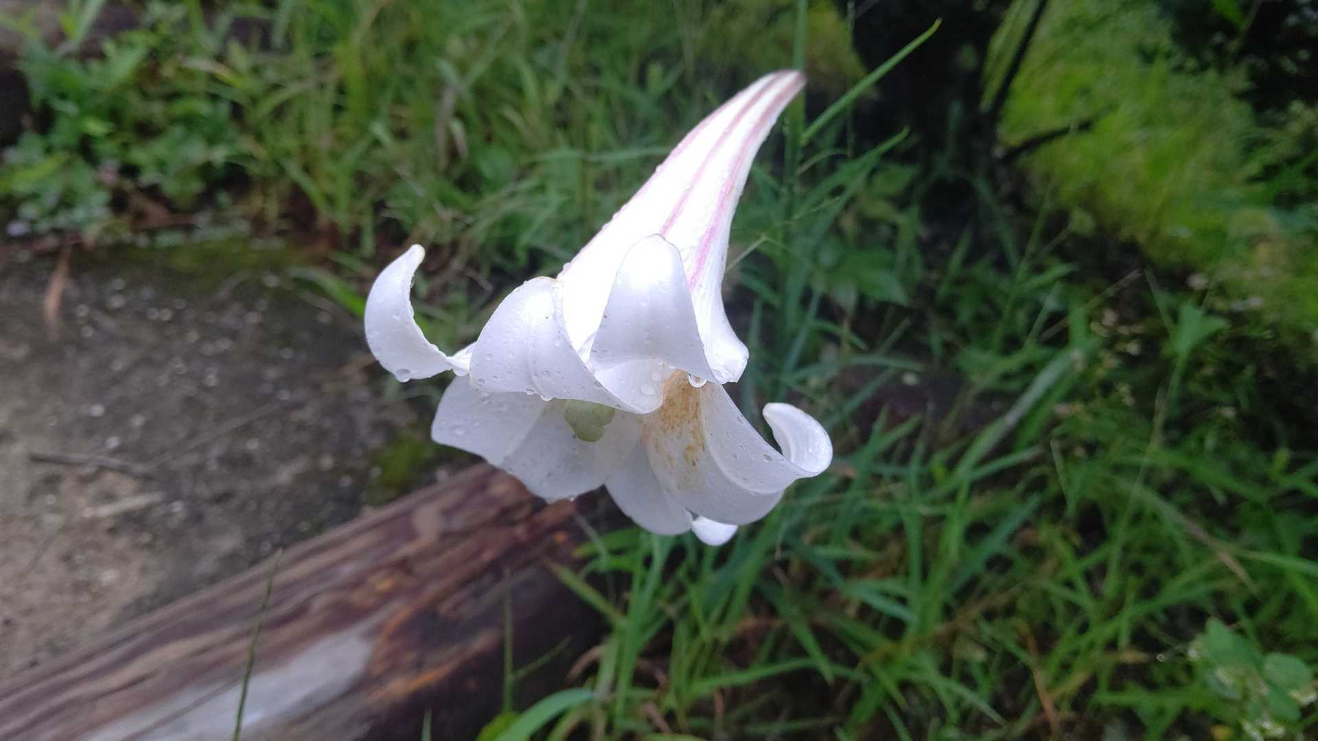 きれいです🌷