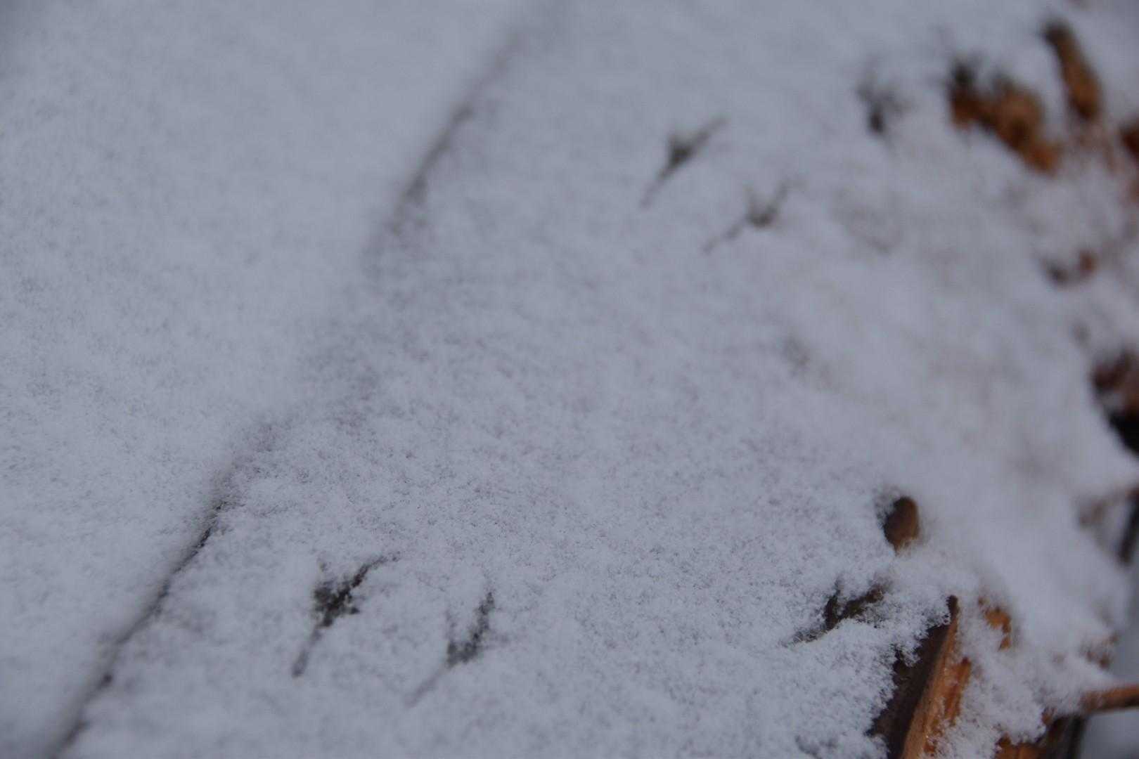 鳥のトレース