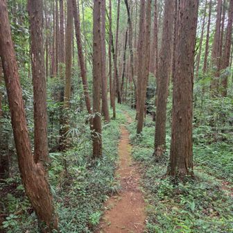 下りきったら、整備された山道あり。蜘蛛の巣🕸が多いので、木の枝拾って、ビュンビュン振り回す🌀