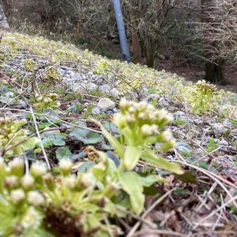 御幸ヶ原の斜面はバッケの絨毯でした🤩
今シーズンもフキノトウの天ぷら🍤食べましたよ👌😋