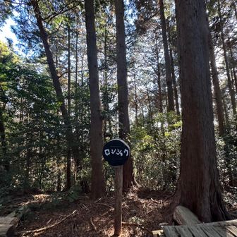 『ロンショウ』やっと着いた💧