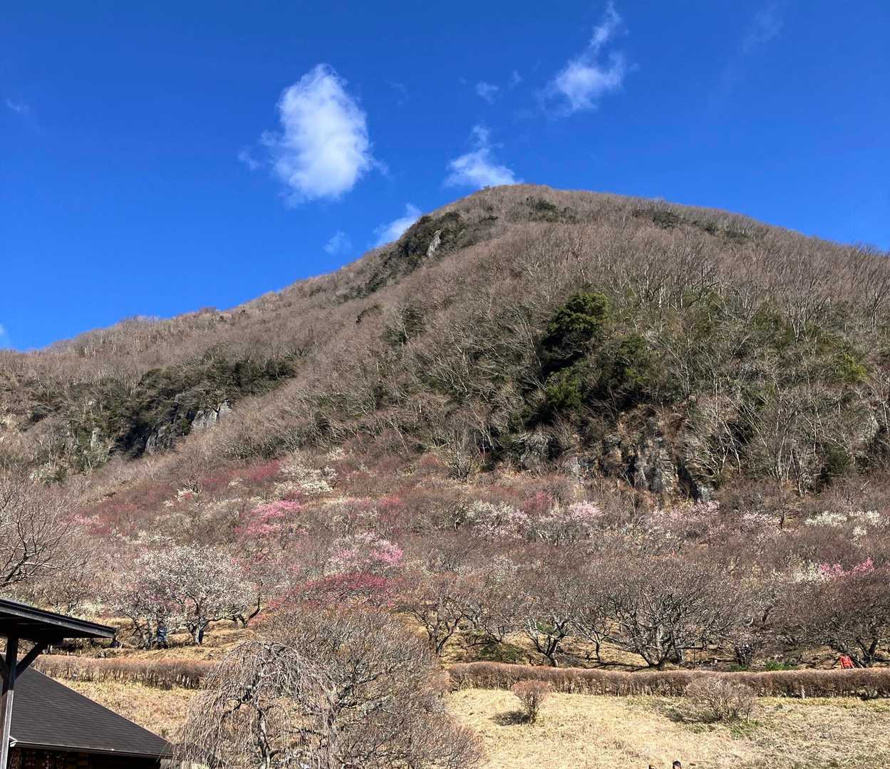 満開ではないけれどピンクに色付いています🩷♥️
