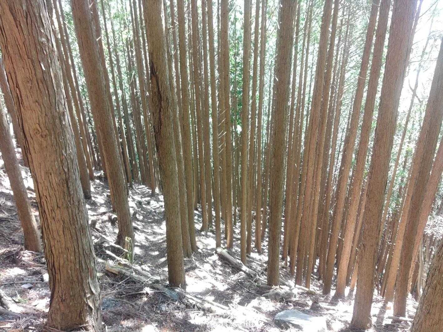 きれいな杉の木(この間に登山道があります)