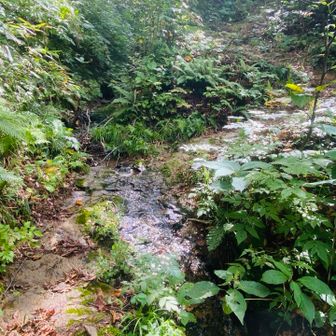 すぐ脇の登山道に気づかず、小川の中を歩いてた💦