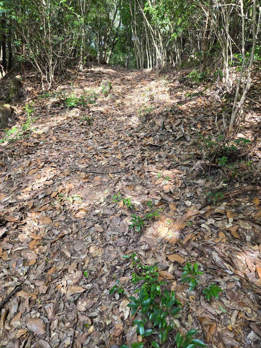 写真では分かりづらいですが、結構な急登でした。