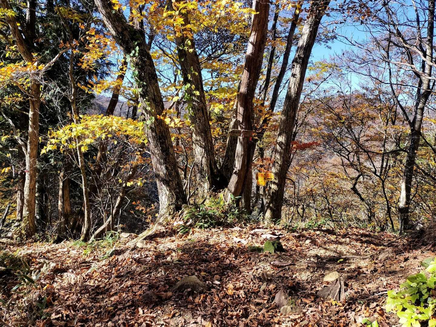 ミズナラの分岐点